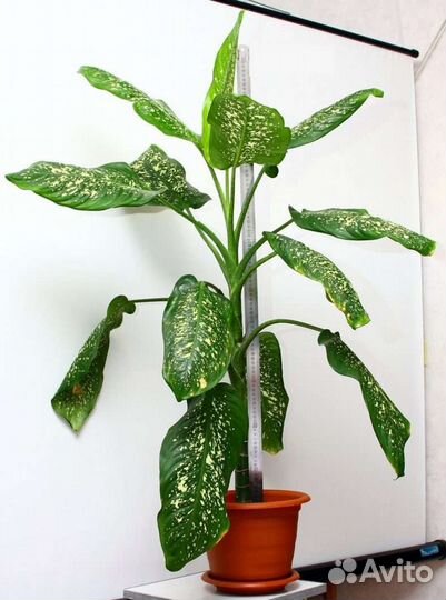 Диффенбахия