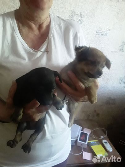 Отдам комнатных щенков