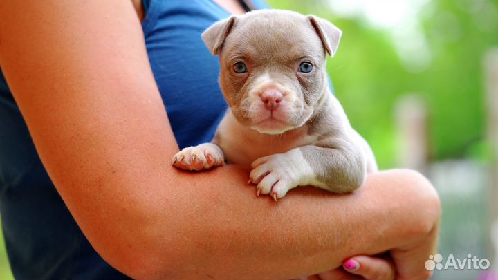 Американский Булли щенки девочка