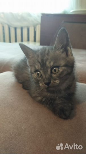 Котенок в добрые руки