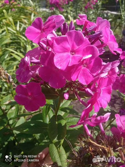 Флоксы сортовые