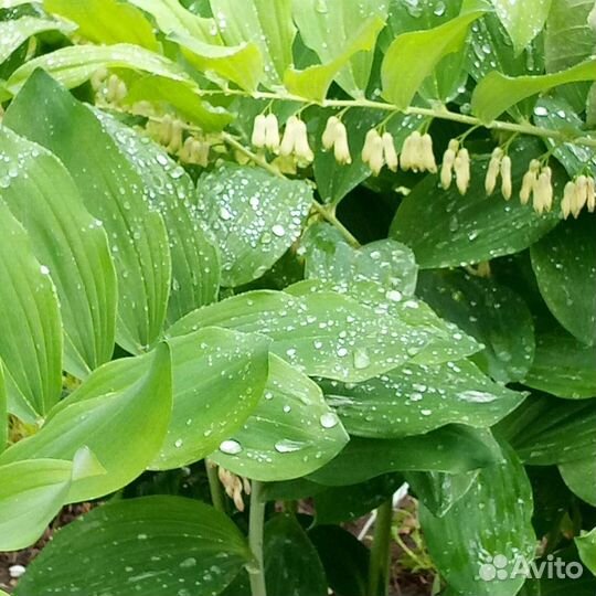 Садовые многолетники