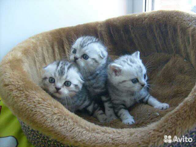 Коты на вязку, котята в продаже