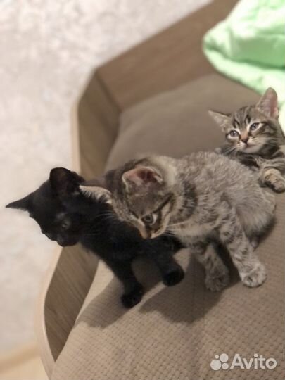 Котята в добрые руки 2месяц