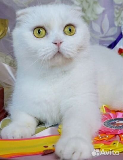 Продается кошка