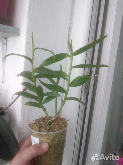 Орхидея эпидендрум