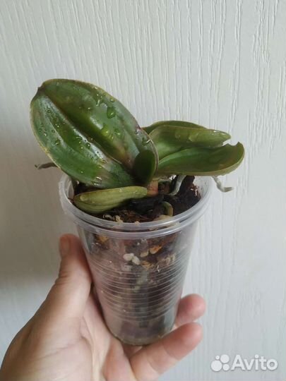 Орхидея мультифлора