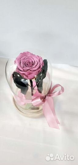 Живая роза в колбе