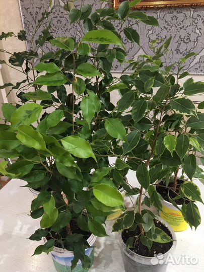 Фикус Бенджамина