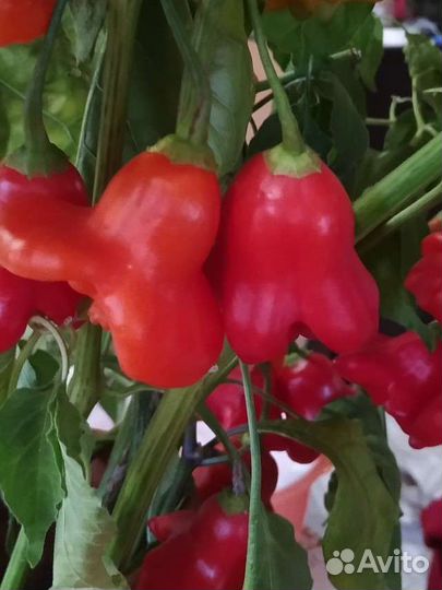 Семена перца Колокольчик