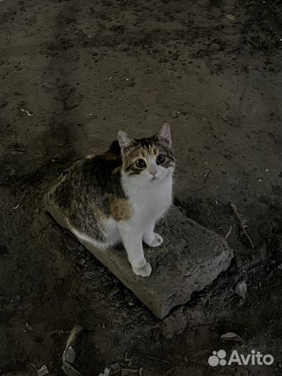 Кошка