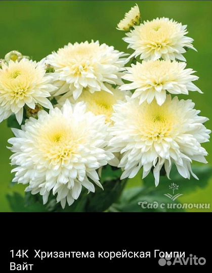 Корейская хризантема