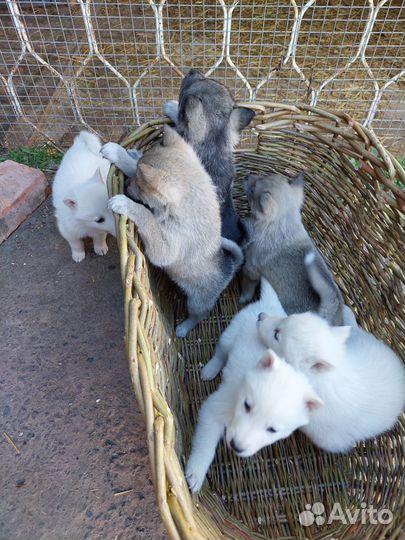 Щенки Западно сибирская лайка