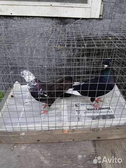 Голуби бойный