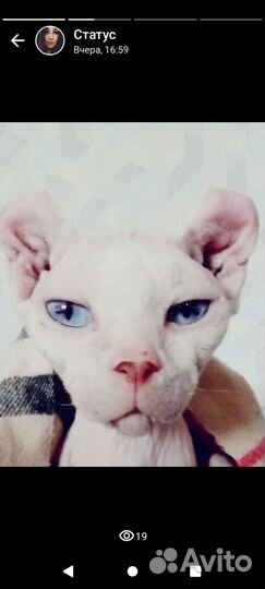 Коты в добрые руки