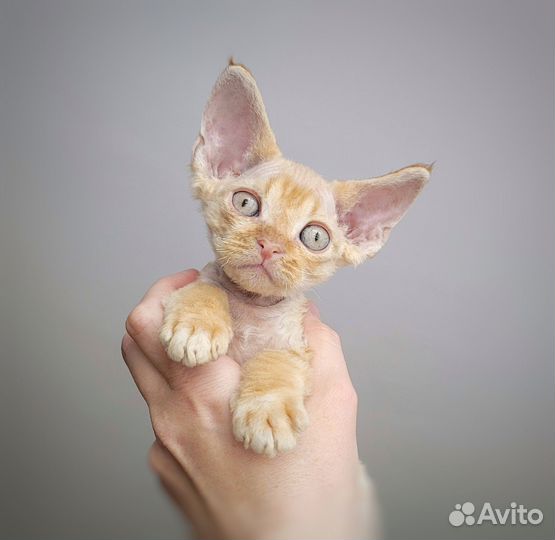 Котик девон рекс