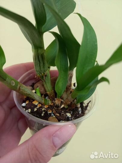 Дендрофаленопсис. Орхидея