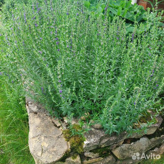Иссоп саженцы на посадку
