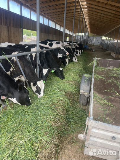 Фермерское хозяйство