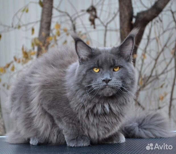 Кот на вязку мейн-кун