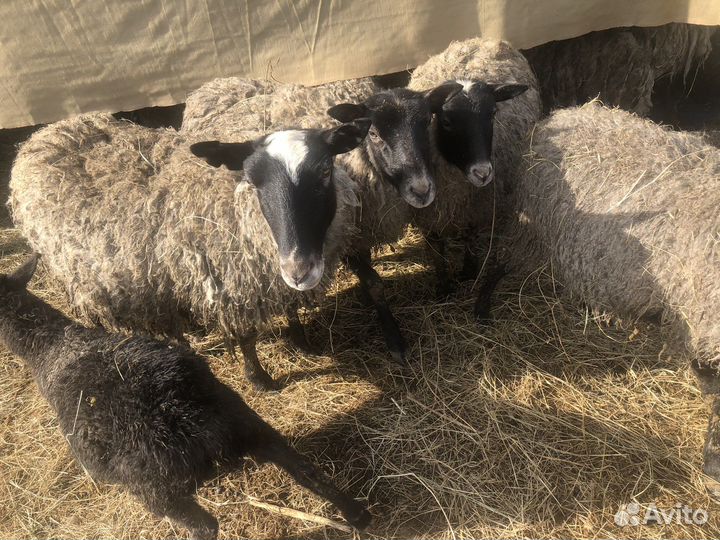 Овцы бараны ягнята романовские