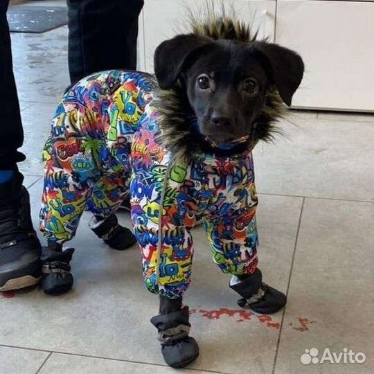 Комбинезон для маленькой собаки