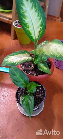 Комнатные цветы