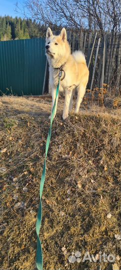 Акита ину вязка (ищем кобеля для вязки)