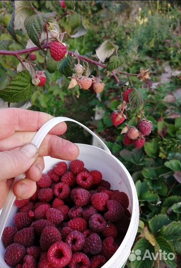 Саженцы малины