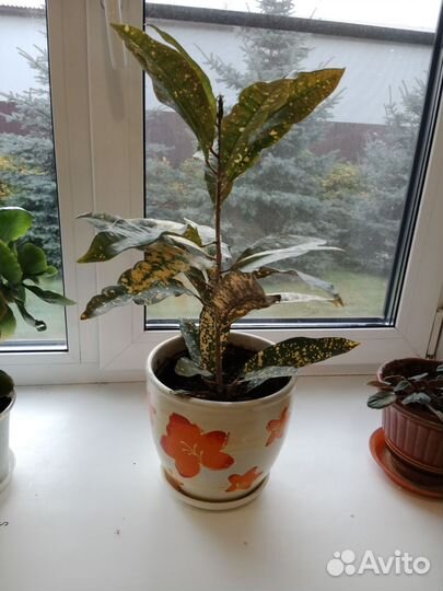 Кодиеум кротон