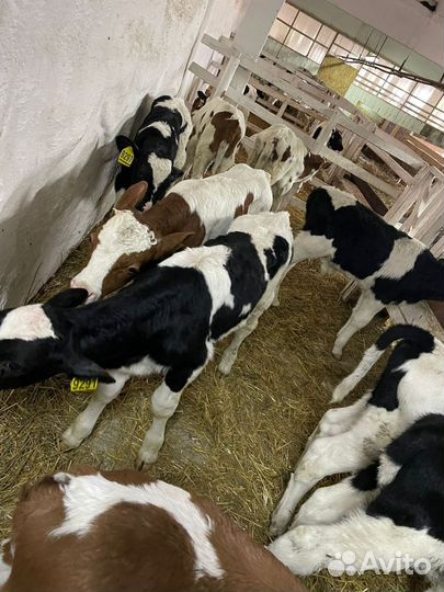 О Бычки и Тёлки на откорм