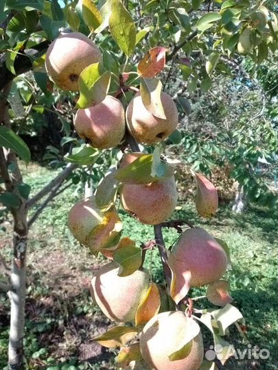 Саженцы яблони, с закрытой корневой системой