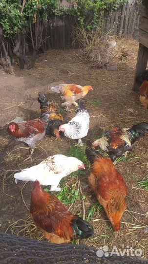 Петухи брама и куры брам,помесь брама