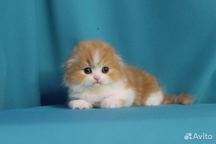 Шотландский котенок мальчик красное солнышко