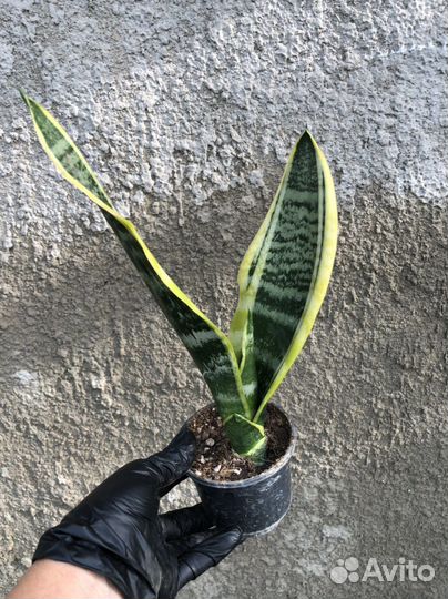 Сансивиерия