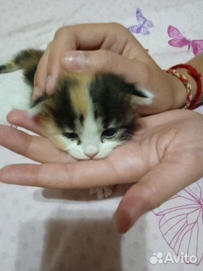 Кошки породистые бесплатно