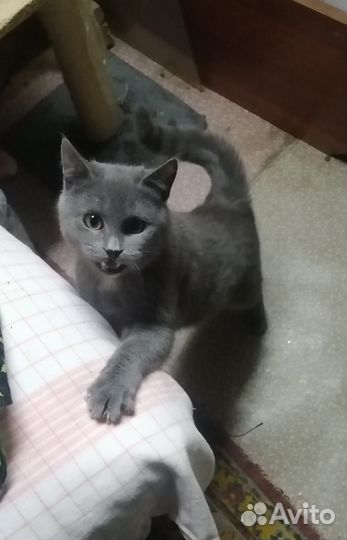 Дымок ищет дом