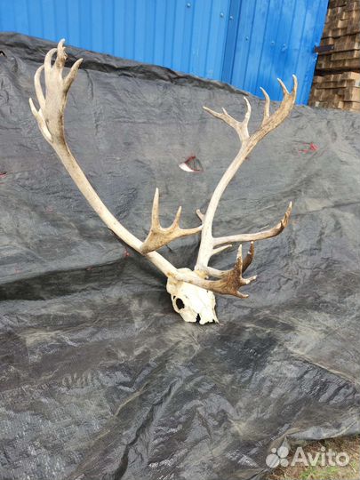 Рога оленя и лося