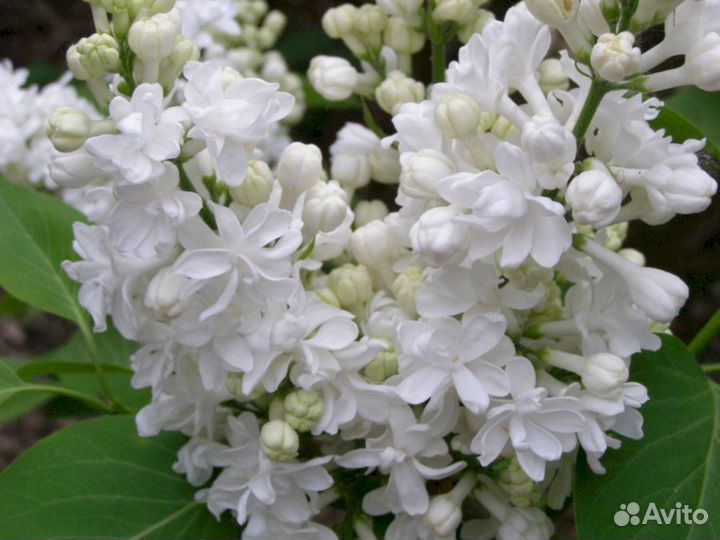 Сирень Мисс Элен