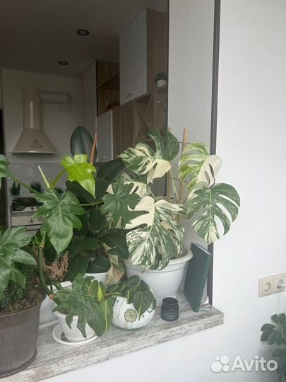 Коллекция домашних цветов оптом