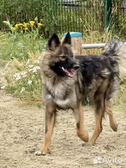 Собака Нюша