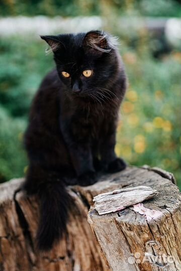 Черный котенок