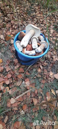 Грибы маринованные