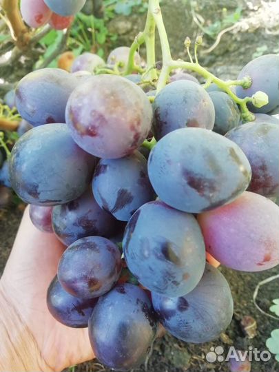 Саженцы винограда