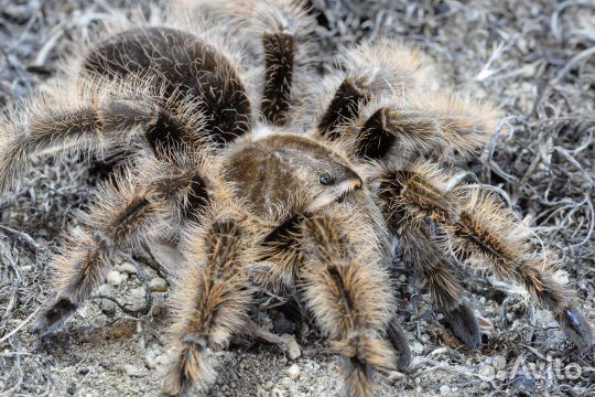 Пауки, скорпионы, всё для содержания