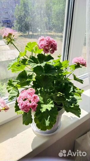 Пеларгонии сортовые Анита(Anita) розебудный сорт
