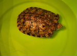 Красноухая черепаха бесплатно