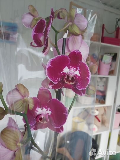 Орхидея фаленопсис