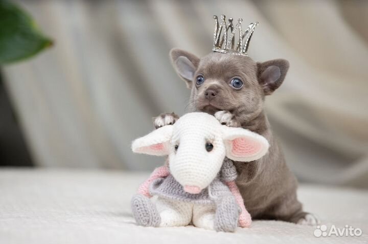 Шикарные Щенки Чихуахуа девочки и мальчики