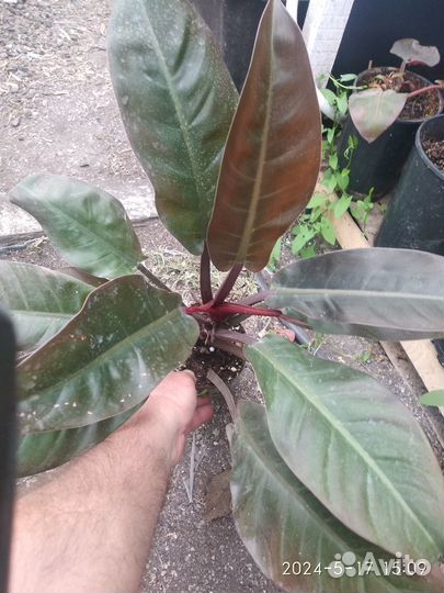 Филодендрон империал ред